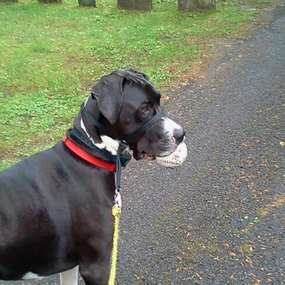 Meet your Posher, David - Picture 1 of 1